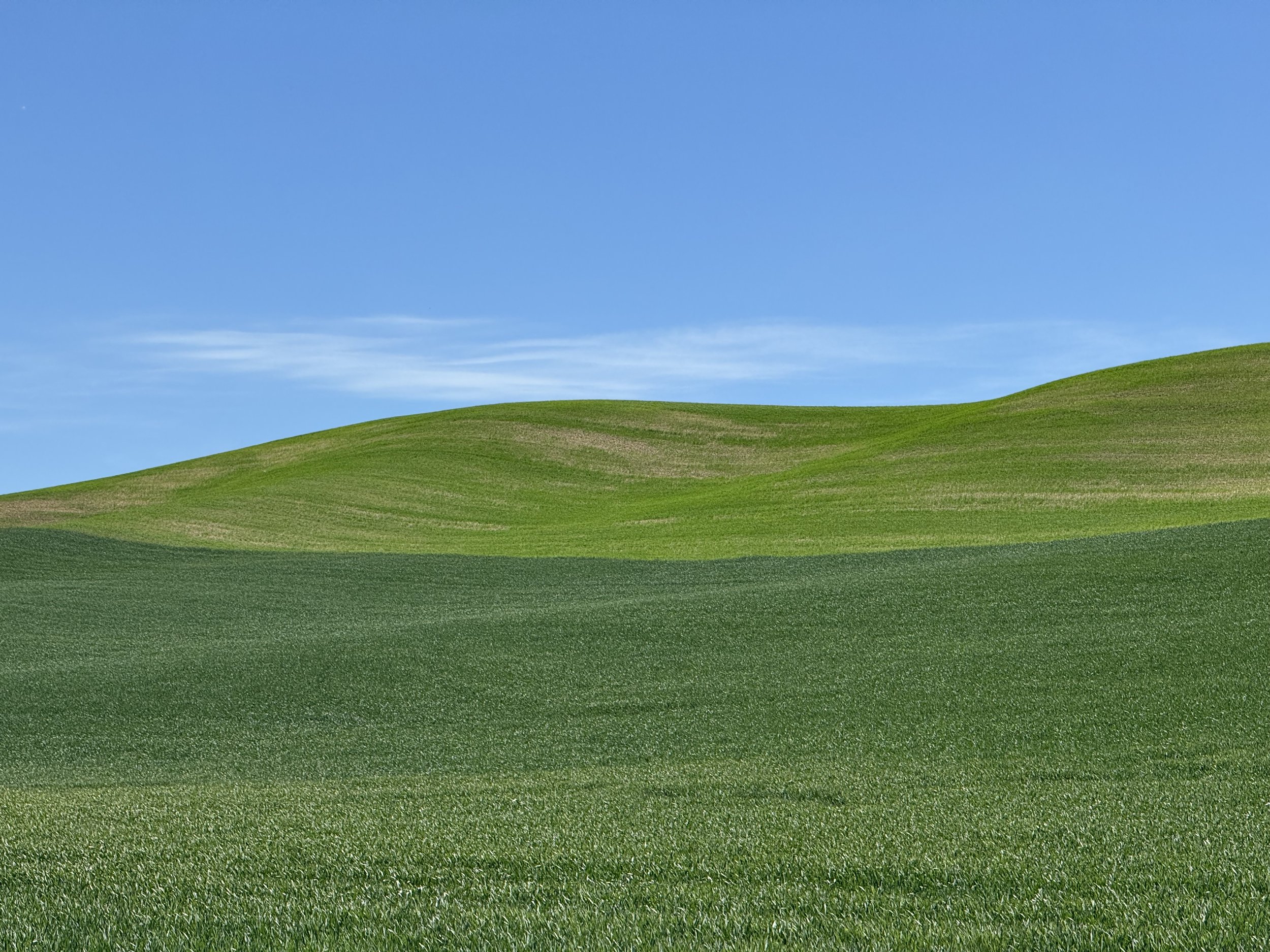 Belle against the rolling green hills of the Palouse