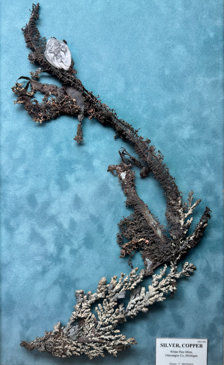 A large branching specimen of native silver and copper mounted on a blue museum backing, its crystals spreading like a piece of coral, labeled Silver, Copper — White Pine Mine, Ontonagon Co, Michigan