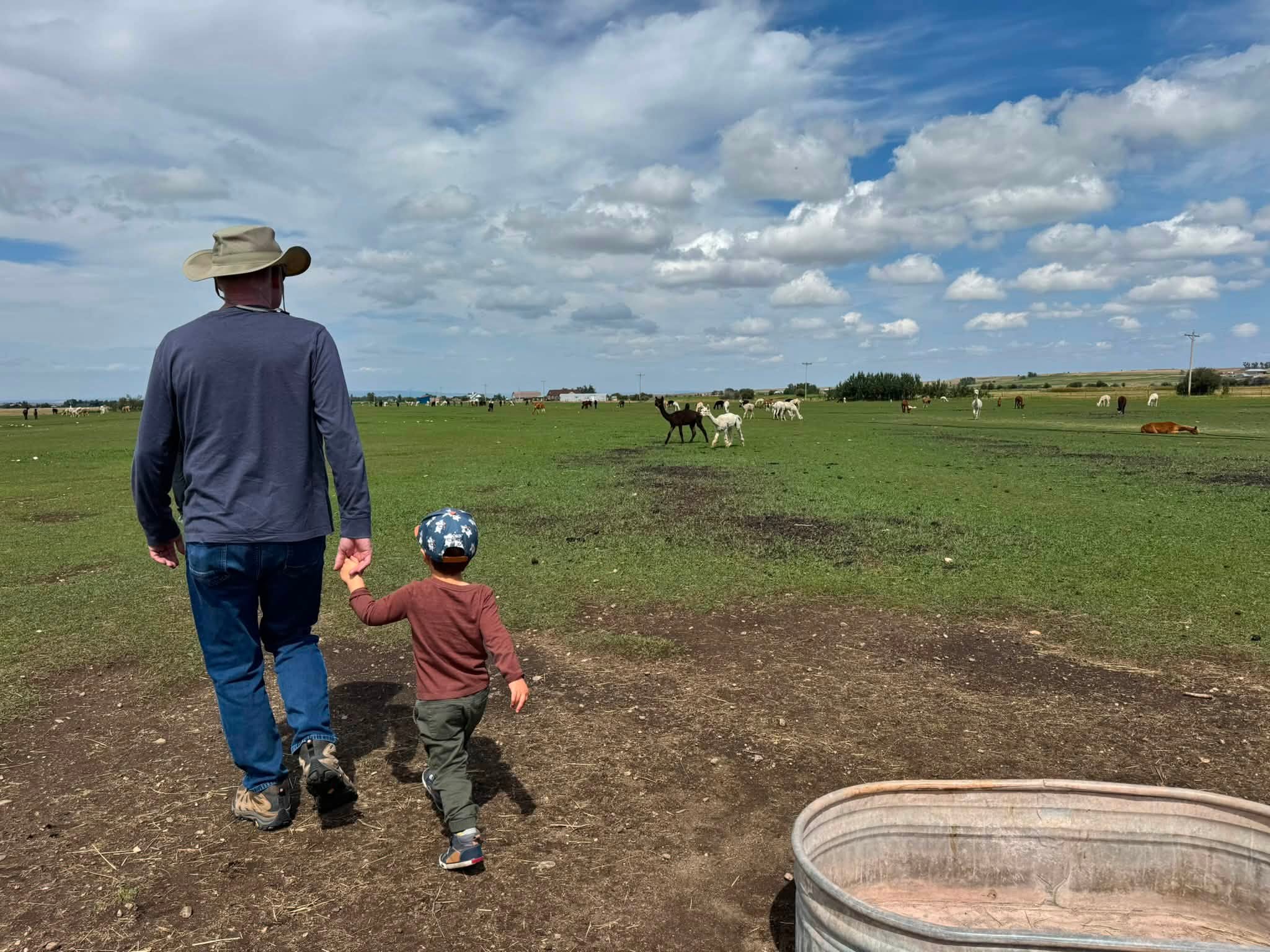 Ben holding a grown-up’s hand as they walk out across the green pasture toward a herd of alpacas under a big cloud-filled Montana sky