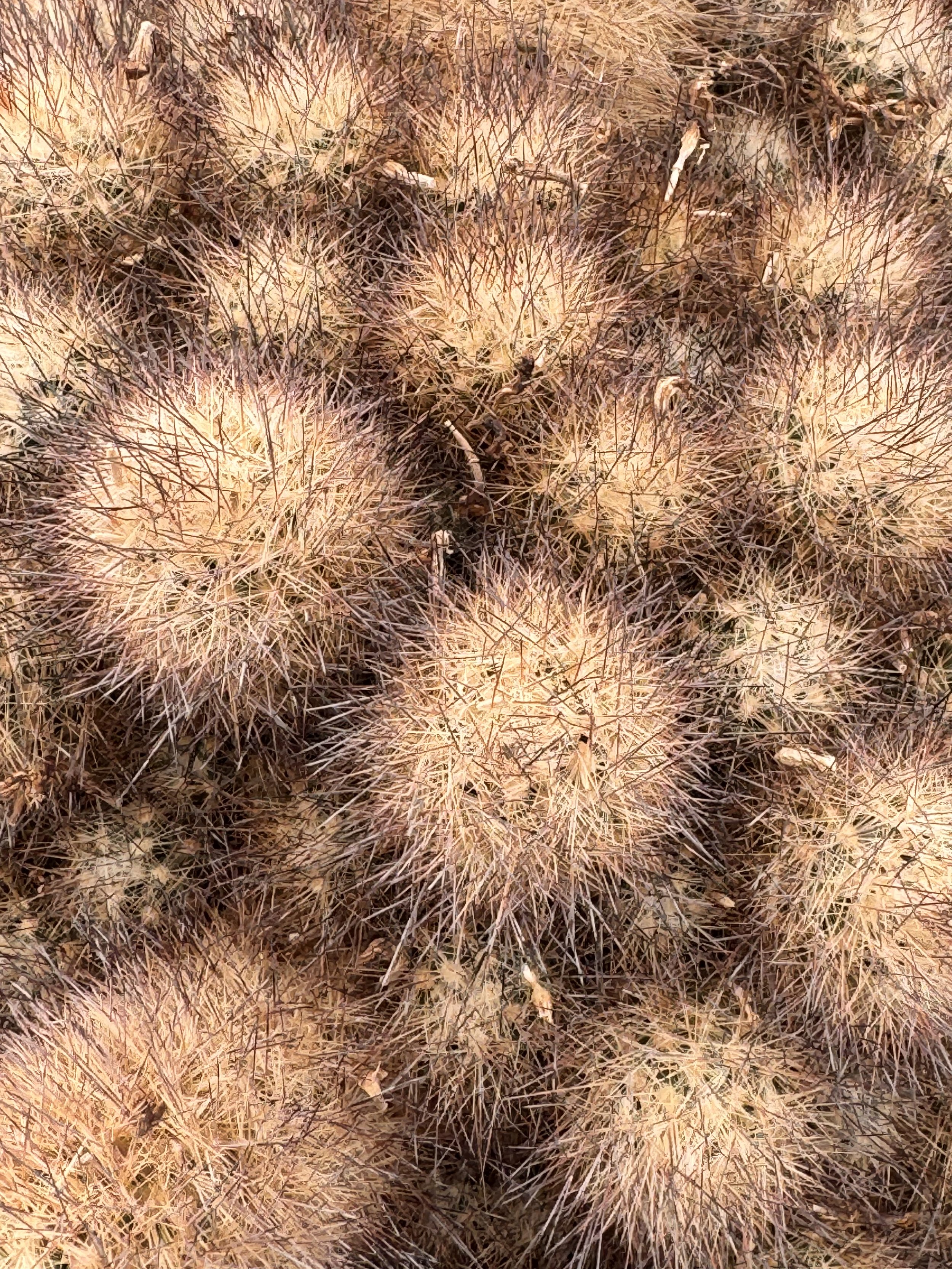 Cactus at Chihuahuan Desert Research Institute