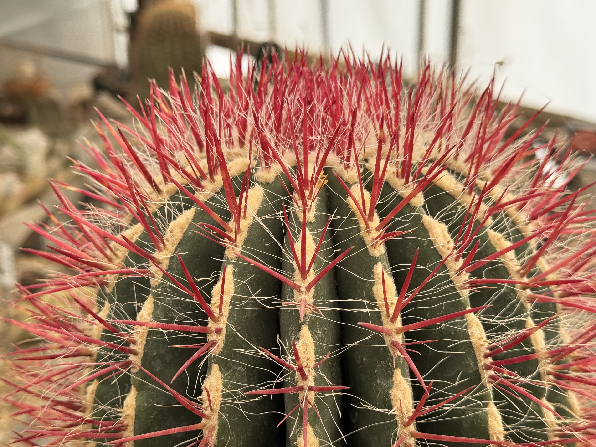 Cactus at Chihuahuan Desert Research Institute