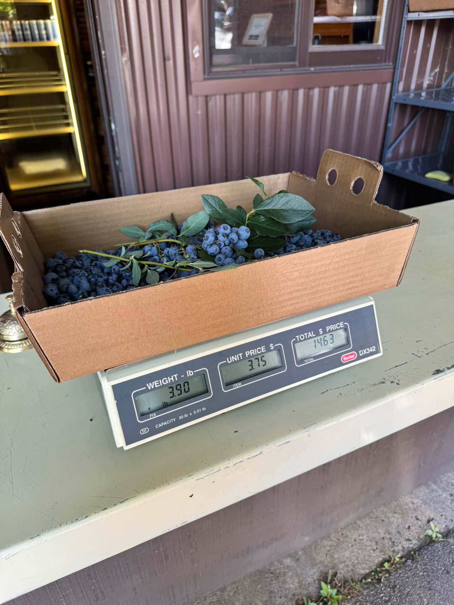 A cardboard flat heaped with fresh blueberries and a few leafy sprigs sitting on a farm stand scale reading 3.90 pounds